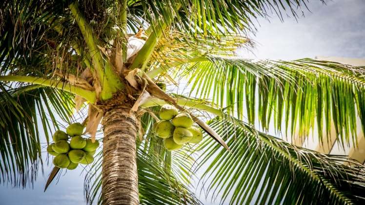 How Coconut Fluff Help Growing the Tree