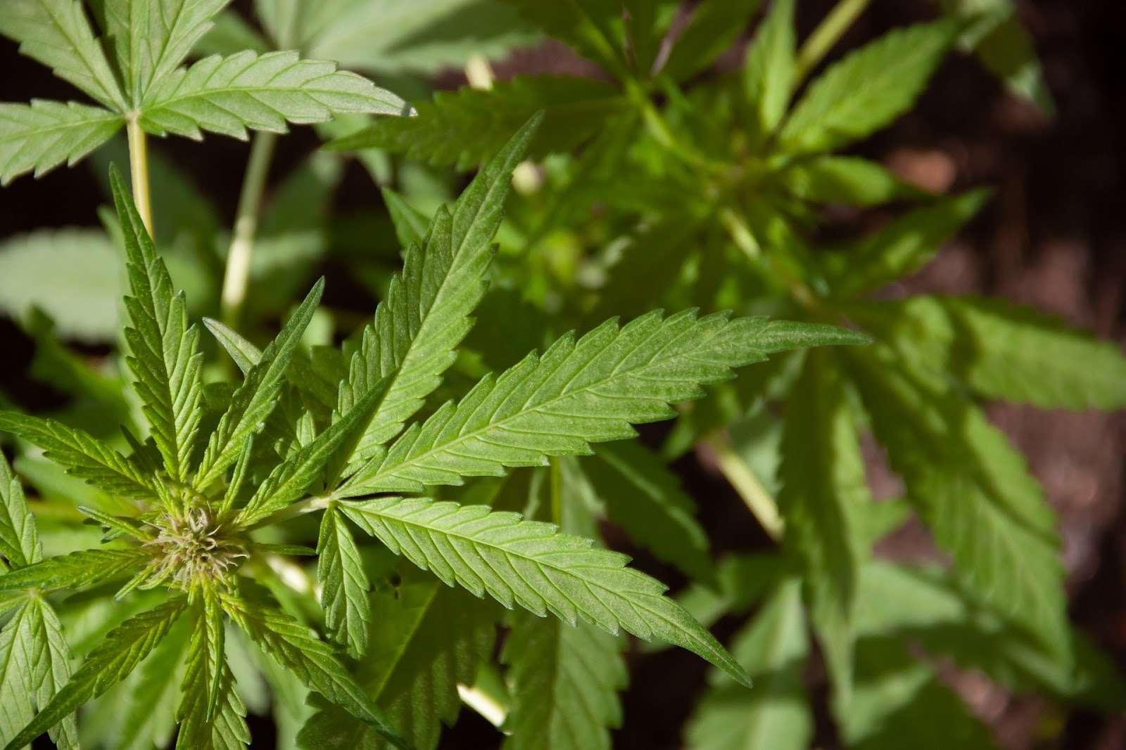 How Weed Legalization Changed Canada Forever