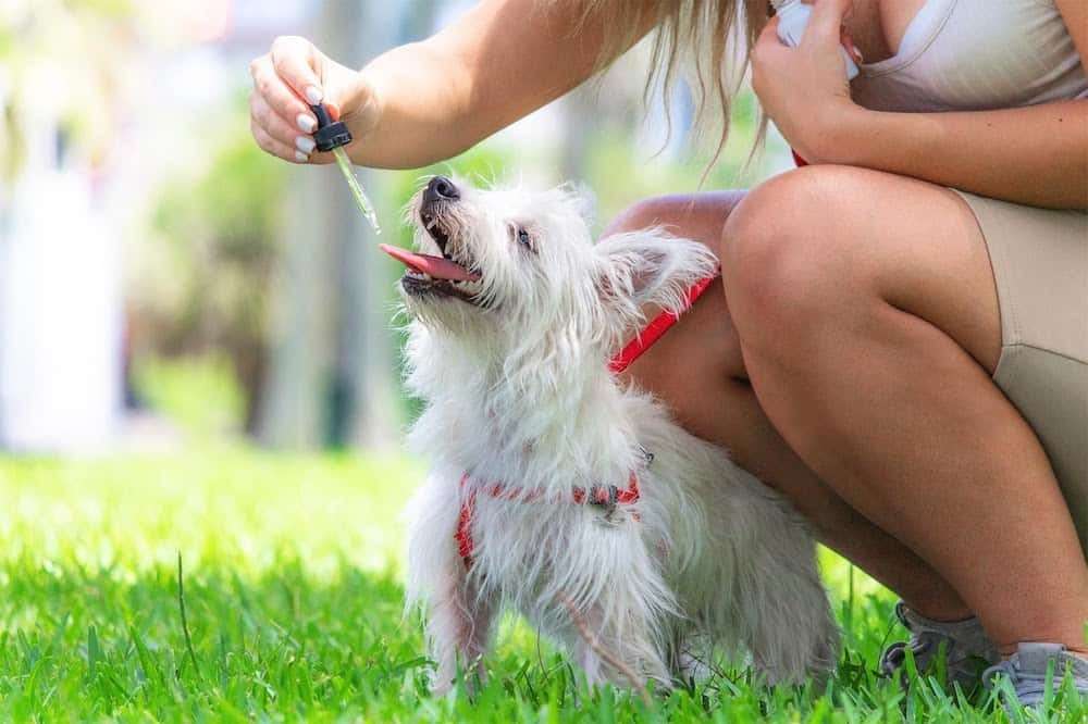 CBD Oil for Dogs: 3 Important Things You Should Know
