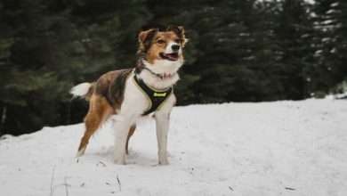 Dog Harness – How To Choose The Right One