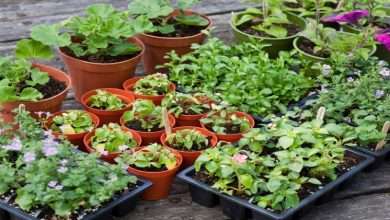 Here is what to look for when choosing the best online plant nursery 1