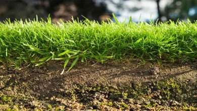 Tips on How to Keep Your Lawn Weed Free