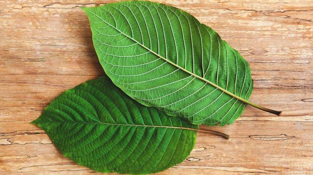 Kratom Leaves 1296x728 Header 1024x575 1