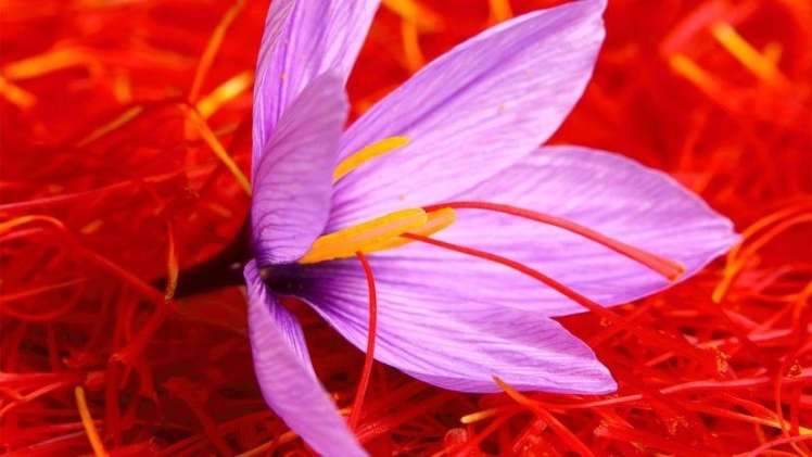 7 Health Benefits Of Saffron