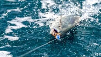 How To Catch Kingfish in the UAE