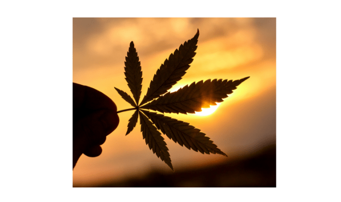 The Rise and Fall of Fake Marijuana