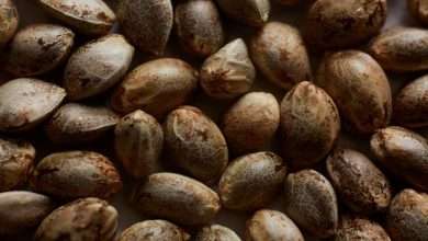 What Should I Know About Cannabis Seeds