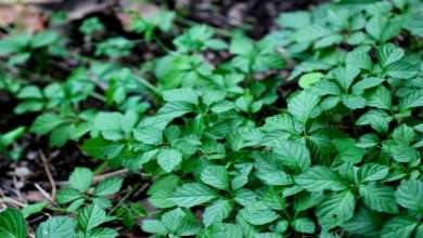 10 Important Medicinal Herbs to Keep on Hand
