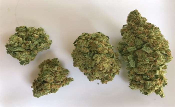 Bruce Banner Cannabis Strain and Its Properties.