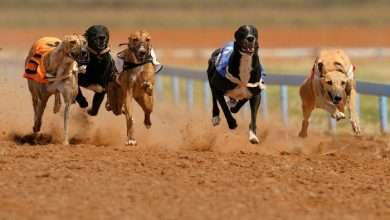 The qualities that separate greyhound racing from horse racing