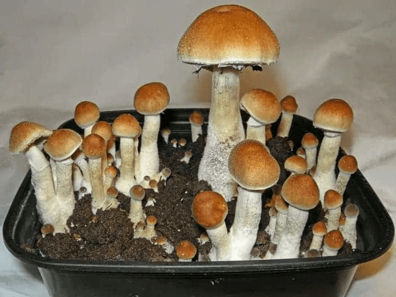 Z Strain Mushroom Spore Syringe