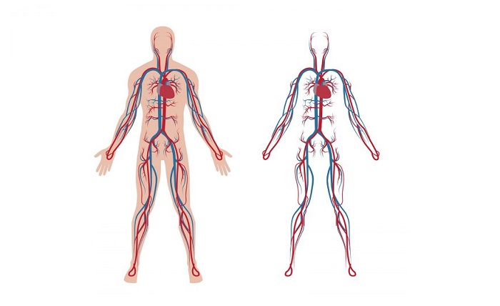 What are the most common vascular disorders 2