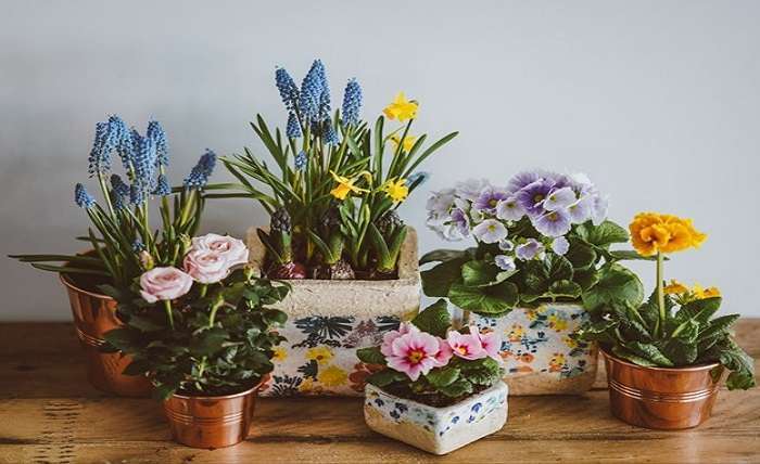 Tips to Keep Flowers Alive for Longer for Beginners