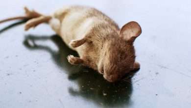 What To Do If You Find a Dead Rat in Your House