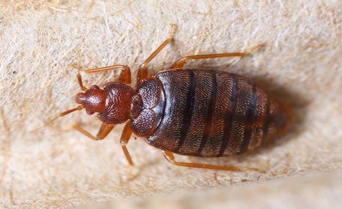 How Often Should You Inspect for Bed Bugs