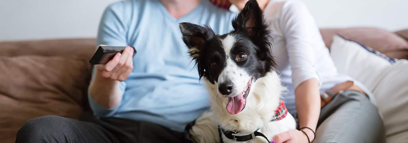 couple sitting on couch behind black white dog SW