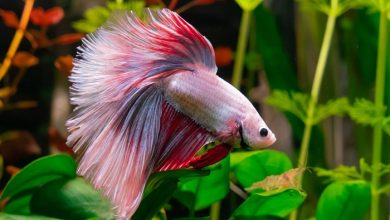 Ultimate Guide to Keeping Your Betta Fish Alive and Healthy